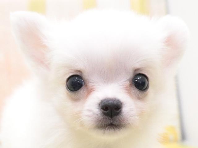 チワワ(ロングコート)