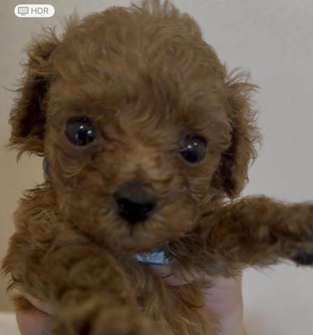 ティーカッププードル✨️お目目くりくり男の子