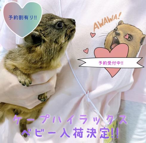 ケープハイラックス