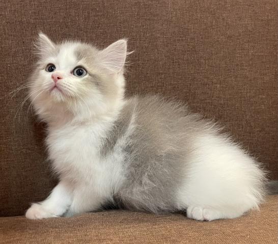 サイベリアン本日限定のサプライズ特価の子🉐可愛いサイベリアン✨素敵な飼い主さん募集中✨