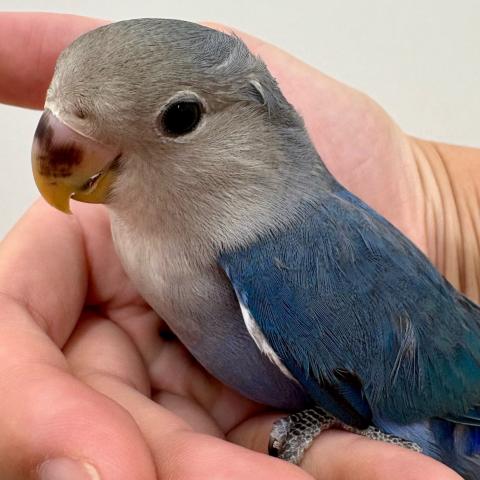 コザクラインコ