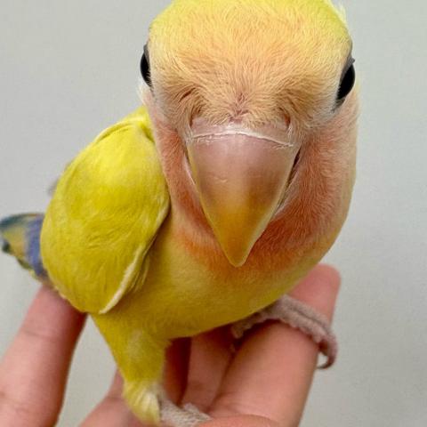 コザクラインコ