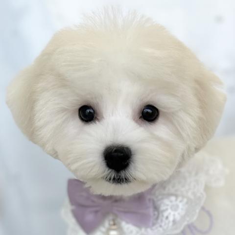 MIXマルチ×ビション