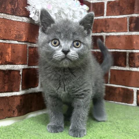 ブリティッシュショートヘア