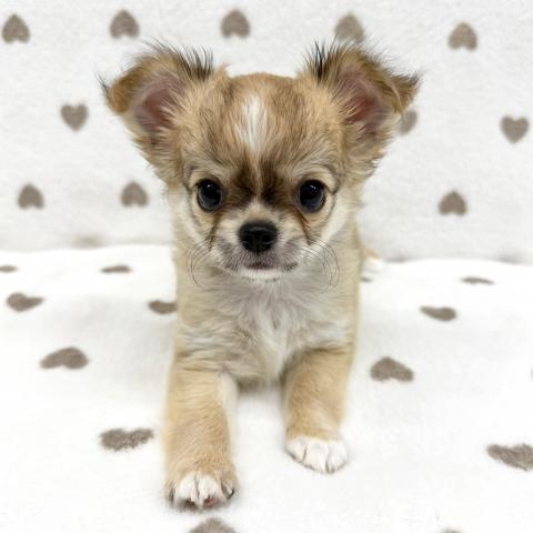 チワワ（ロングコート）