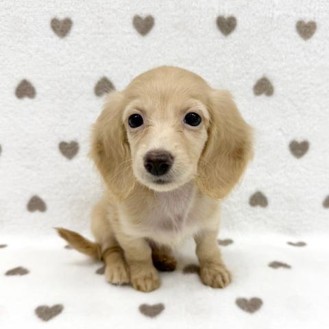 カニンヘンダックスフンド