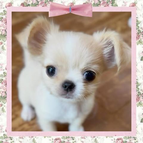 チワワ（ロングコート）