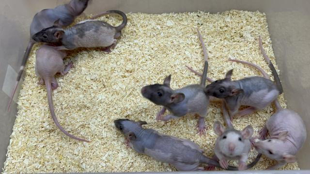 スキニーラット