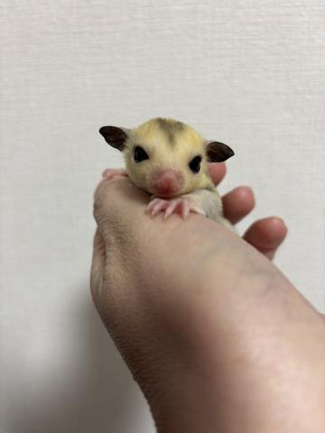 フクロモモンガ