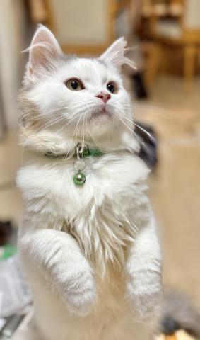 ミヌエット(旧ナポレオン)(長足)