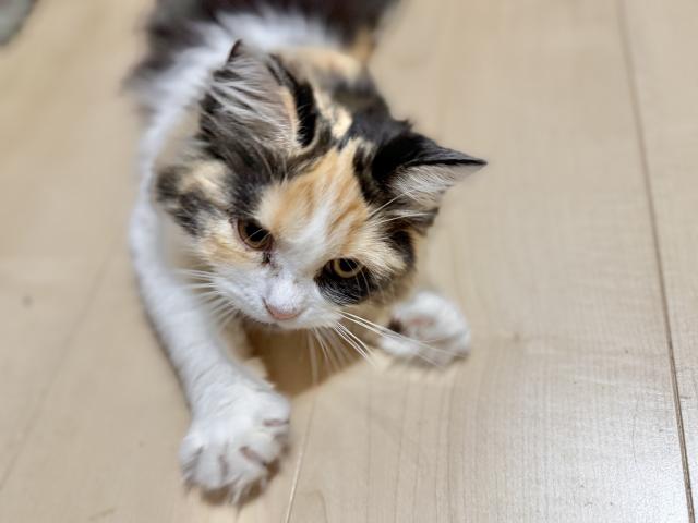 ミヌエット(旧ナポレオン)(長足)