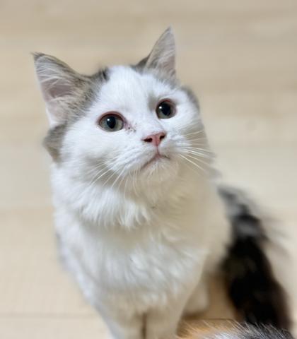 ミヌエット(旧ナポレオン)(長足)