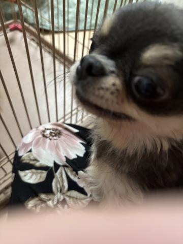 チワワ(ロングコート)ブルータン