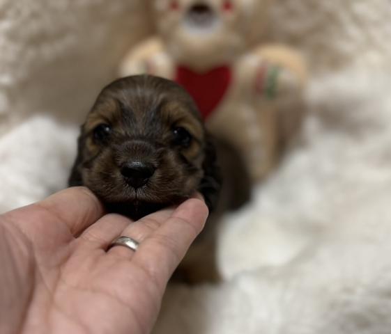 ミニチュアダックスフンド