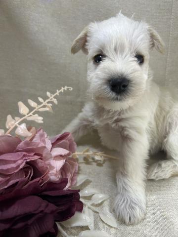 ミニチュアシュナウザー