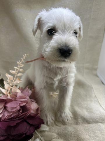 ミニチュアシュナウザー