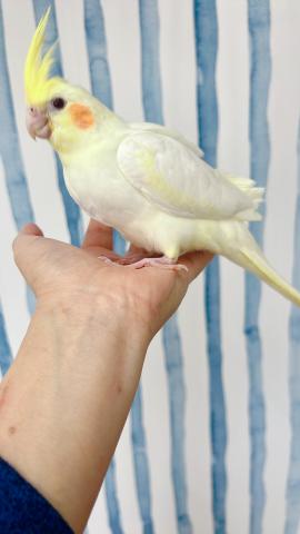 オカメインコ ルチノー