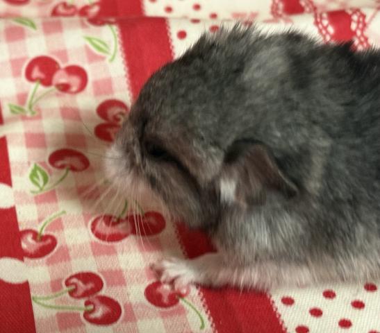 チンチラパイド(モザイク)