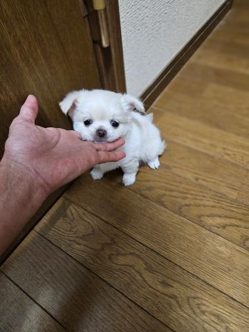 チワワ（ロングコート）