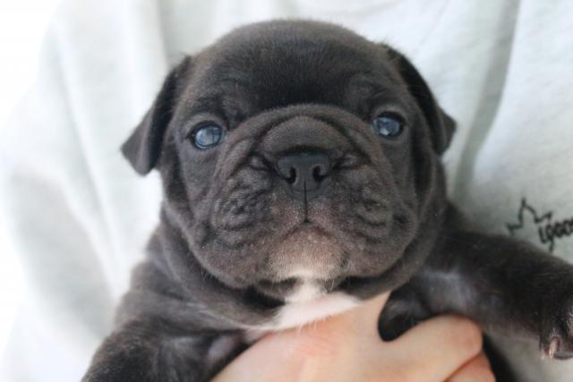 フレンチブルドッグ