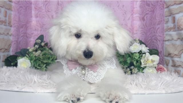 ビションフリーゼ