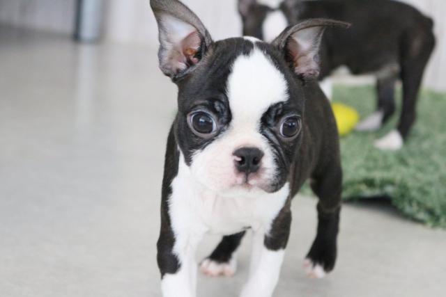 ボストンテリア