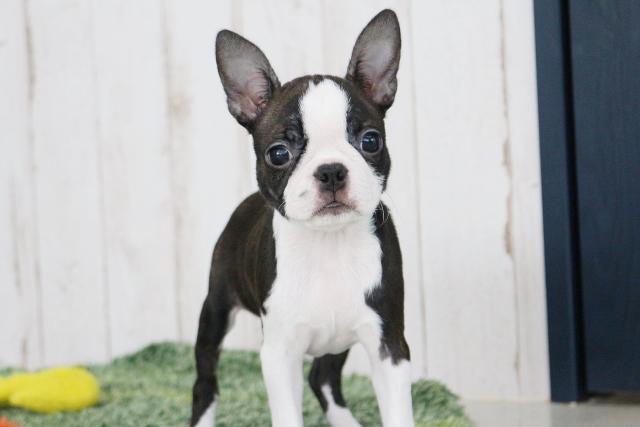 ボストンテリア