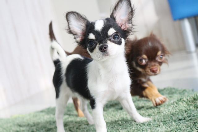 チワワ（ロングコート）