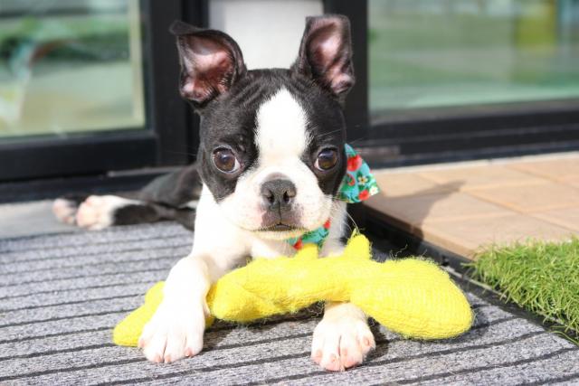 ボストンテリア