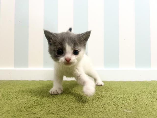 ブリティッシュショートヘア