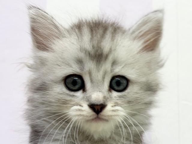 ペルシャ・ヒマラヤン