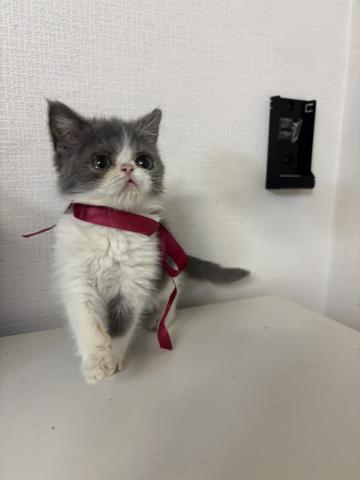 エキゾチックショートヘアー