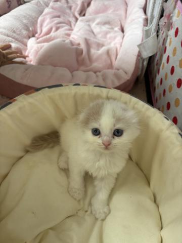 スコティッシュフォールド