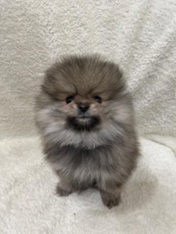 ポメラニアンブラックホワイト