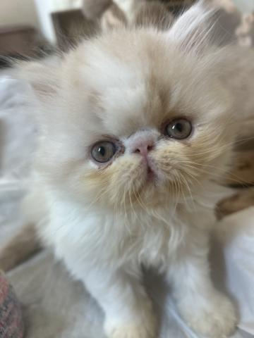 エキゾチックショートヘアー