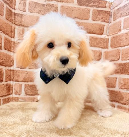 MIXマルチーズ×トイプードル