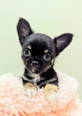 チワワ（ロングコート）