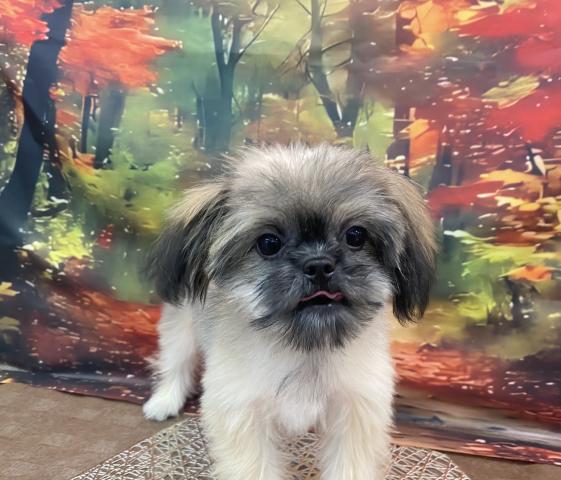 MIXポメラニアン×シーズー