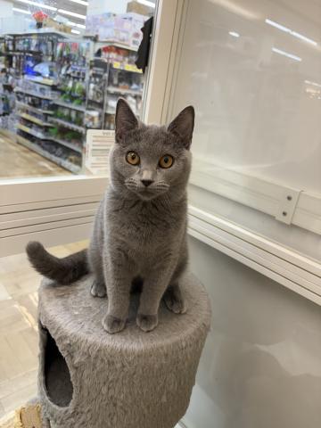 シャルトリュー