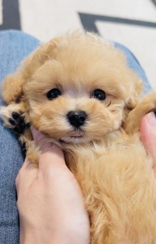 MIXマルプー💓🐶マルチーズ✖️トイプードル🐶