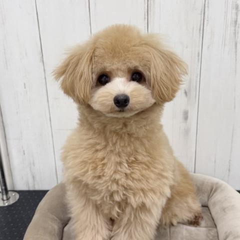 MIX(ポメラニアンxトイプードル)