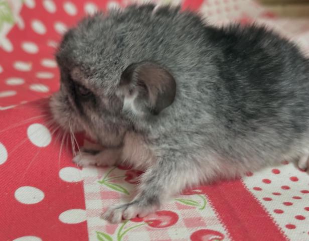 チンチラ (スタンダードグレー)