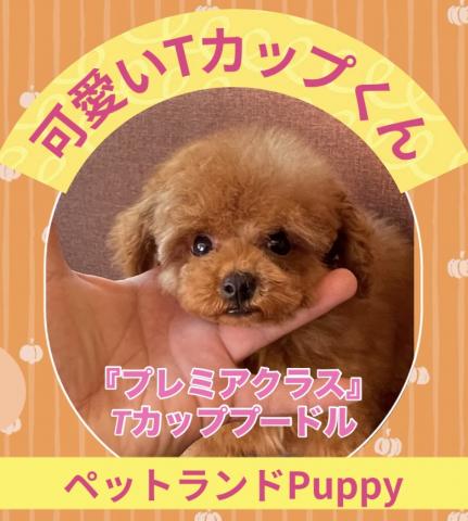 💕ペットランドPuppy💕ブリーダー直販店💕