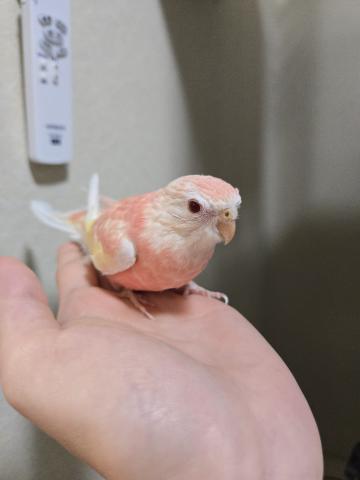 アキクサインコ