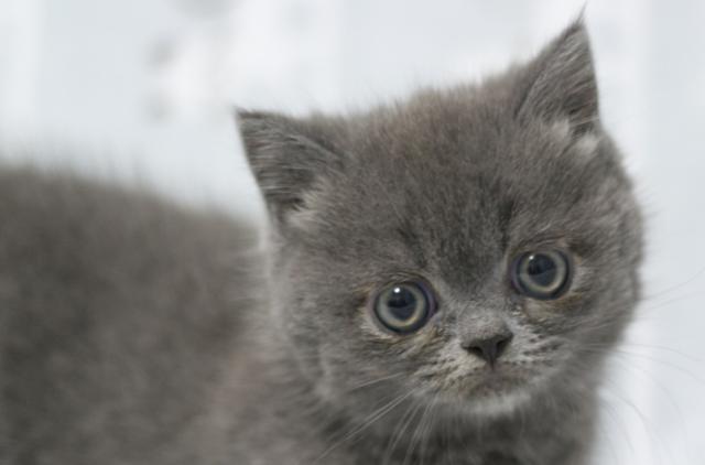 ミヌエット(旧ナポレオン)