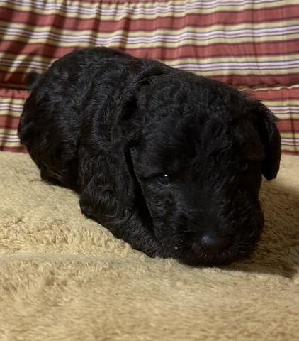 ベドリントンテリア