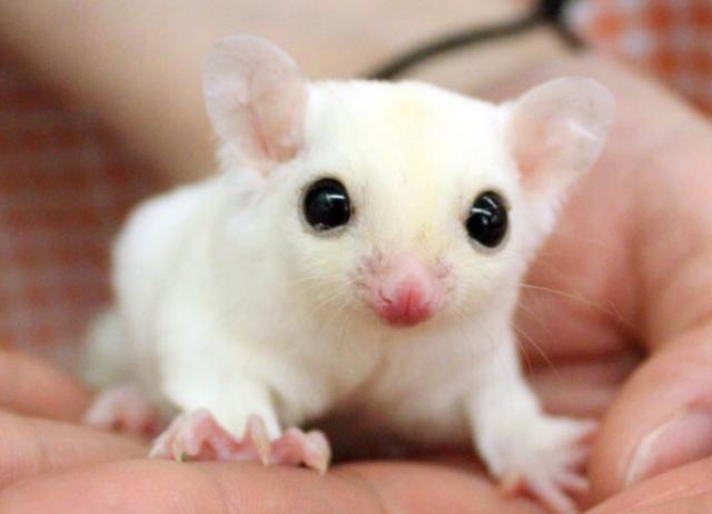 リューシスティック