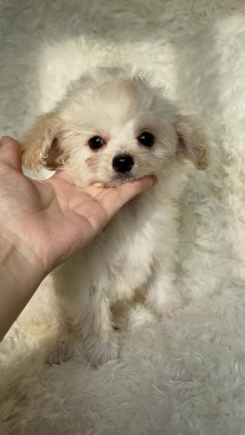 トイプードル(ティーカップ予想)