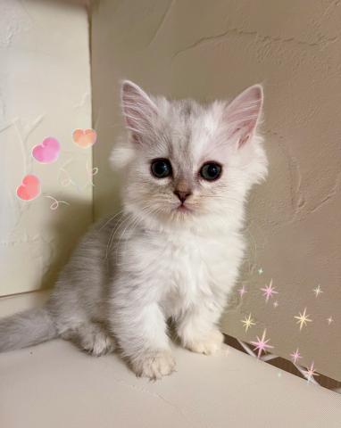 ペルシャ・ヒマラヤン