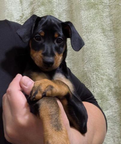 ミニチュアピンシャー